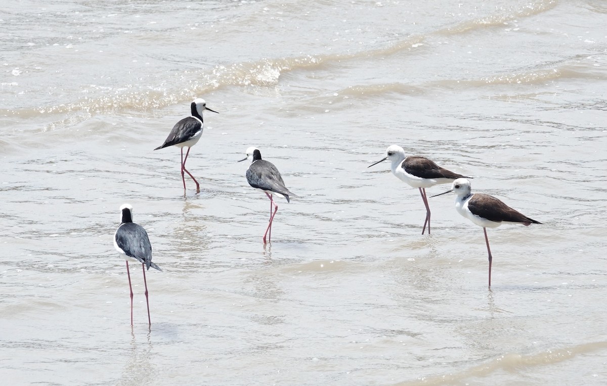 Pied Stilt - ML624018867