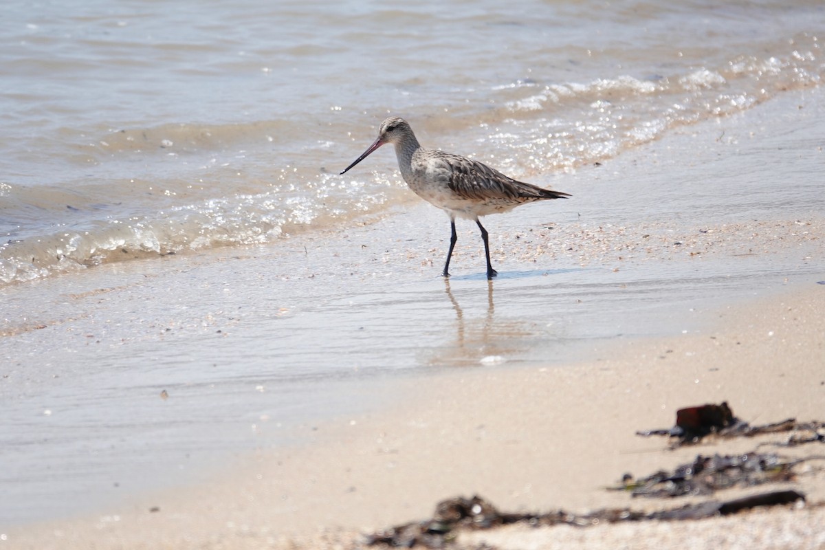 Bar-tailed Godwit - ML624018868