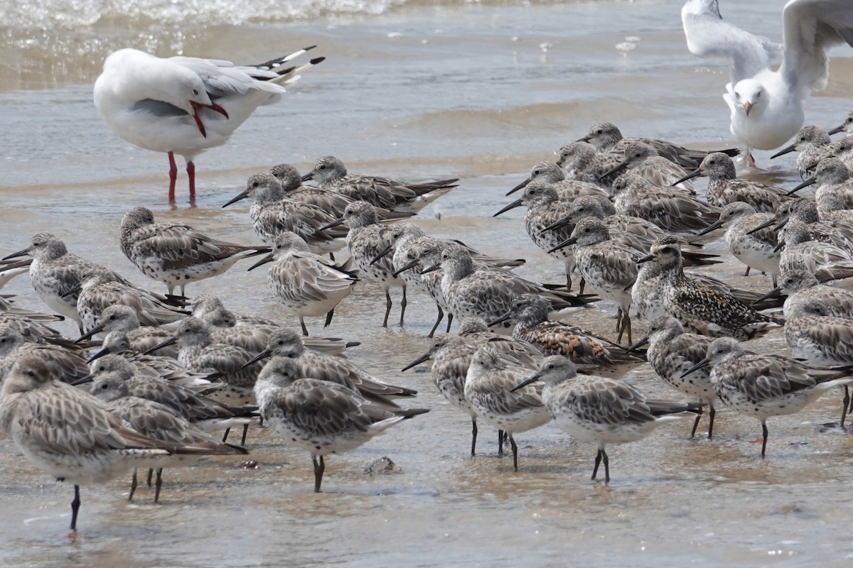 Great Knot - ML624018870