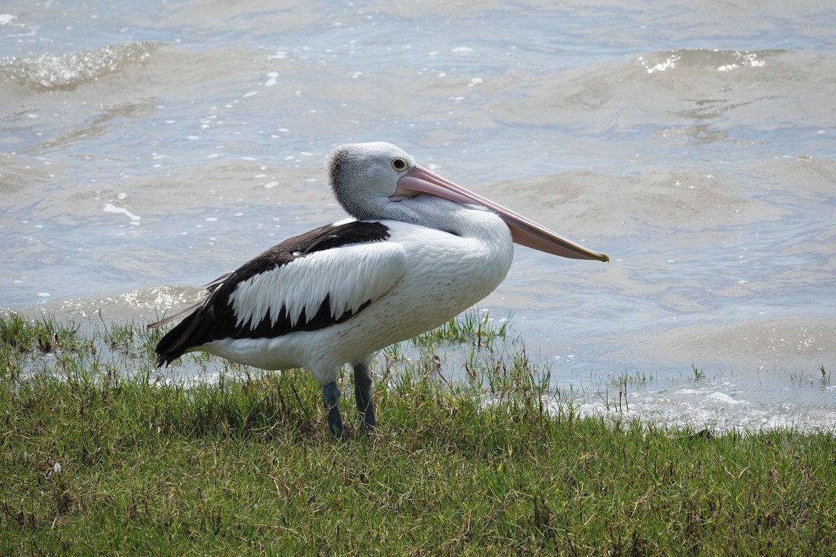 Australian Pelican - ML624018872