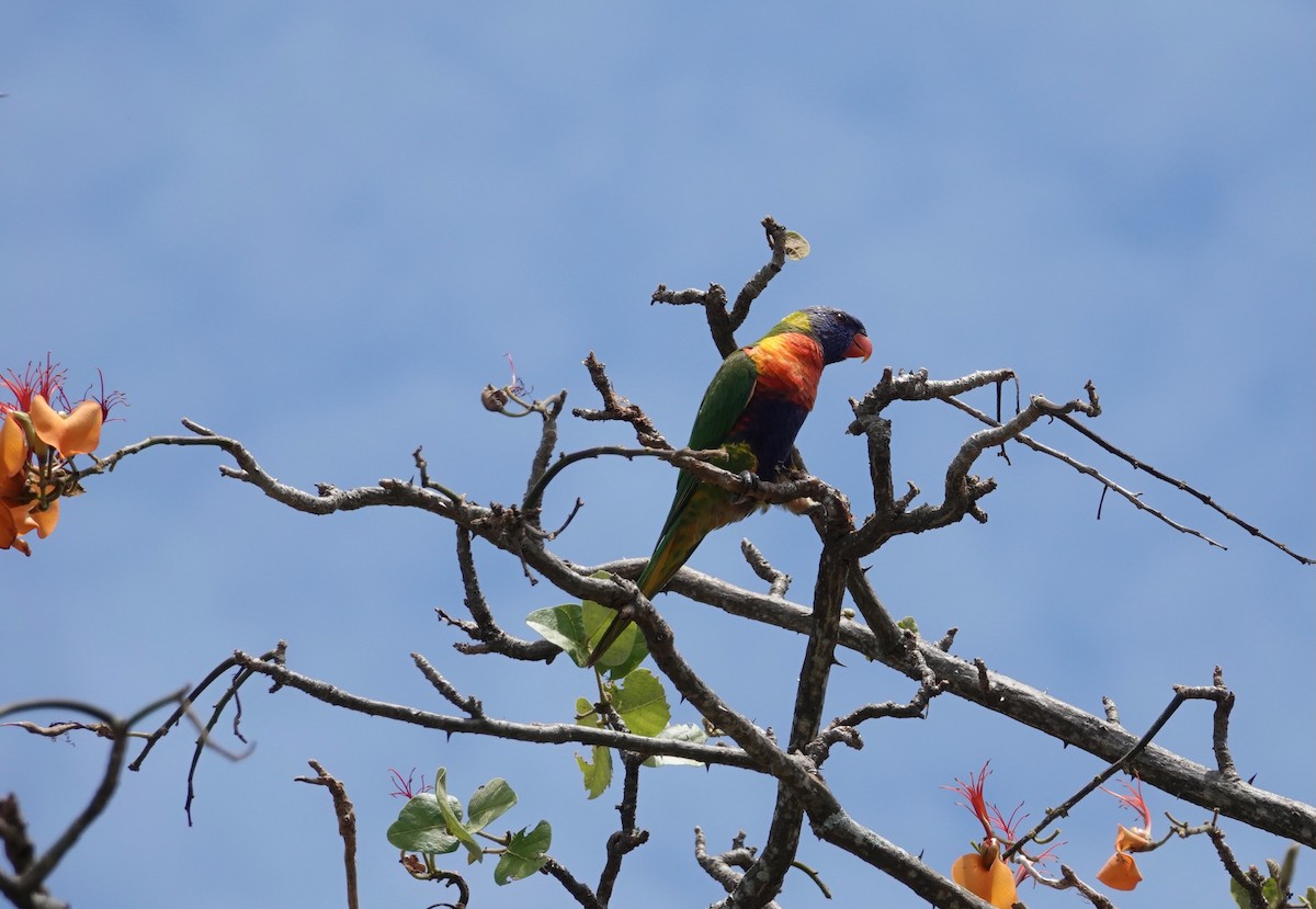 Rainbow Lorikeet - ML624018874