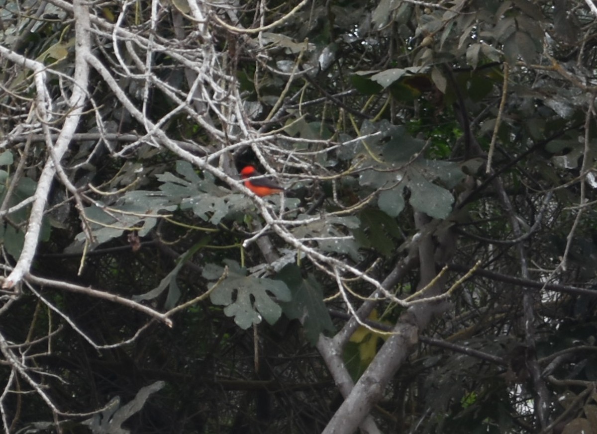 Vermilion Flycatcher - ML624018875