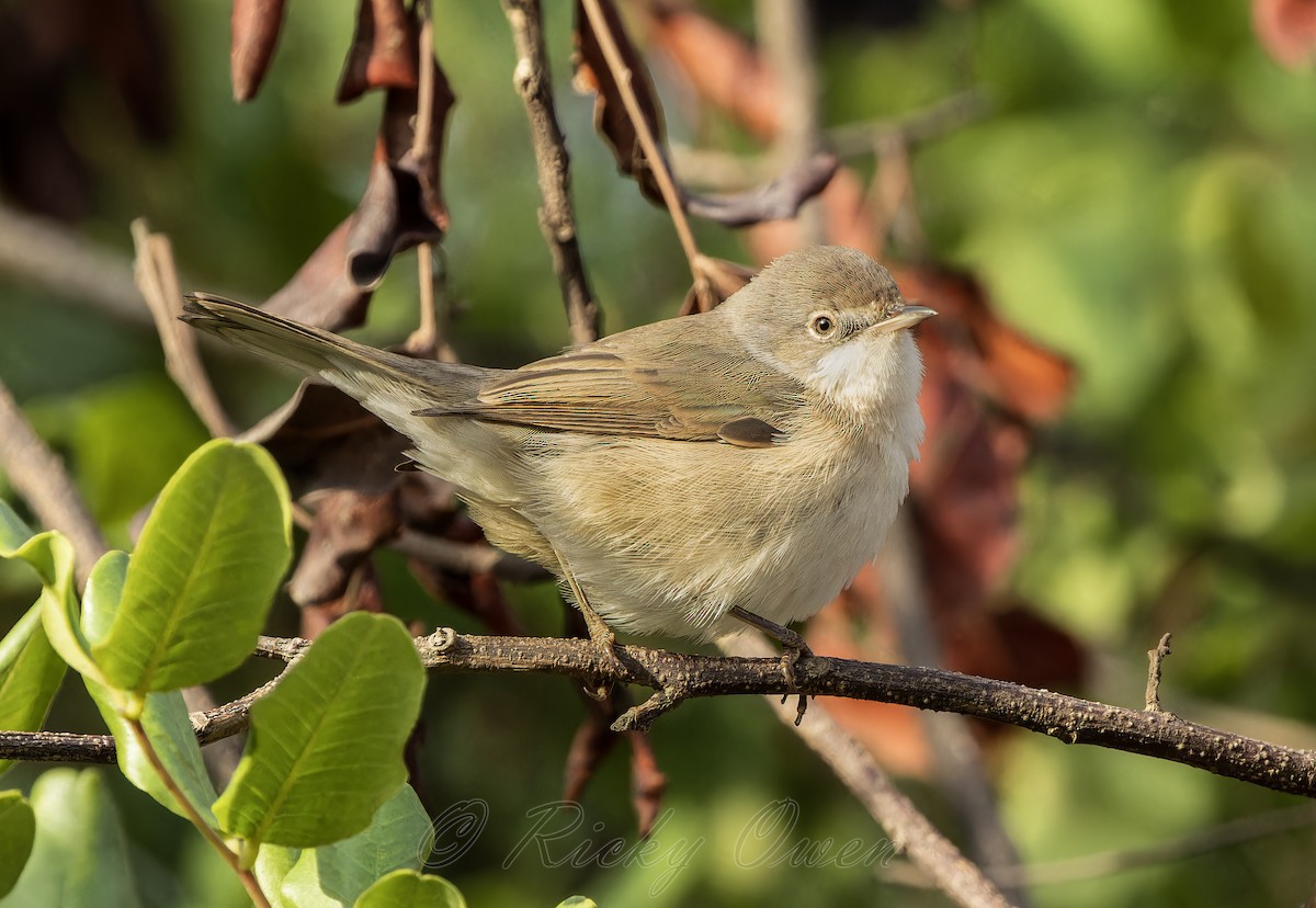 Western Subalpine Warbler - ML624018876