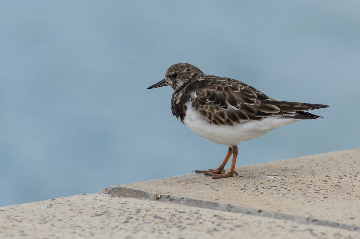 Ruddy Turnstone - ML624018878