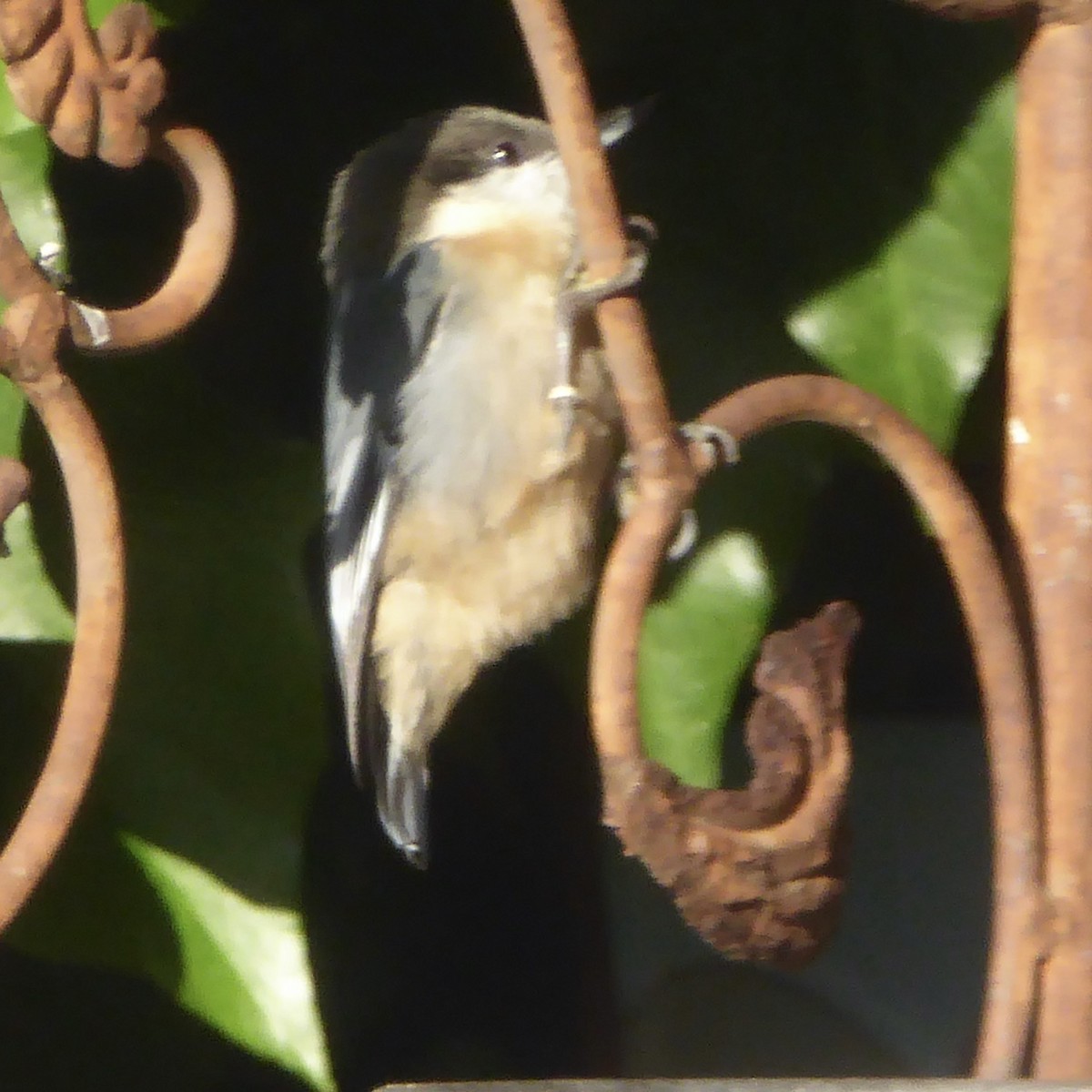 Pygmy Nuthatch - ML624018879