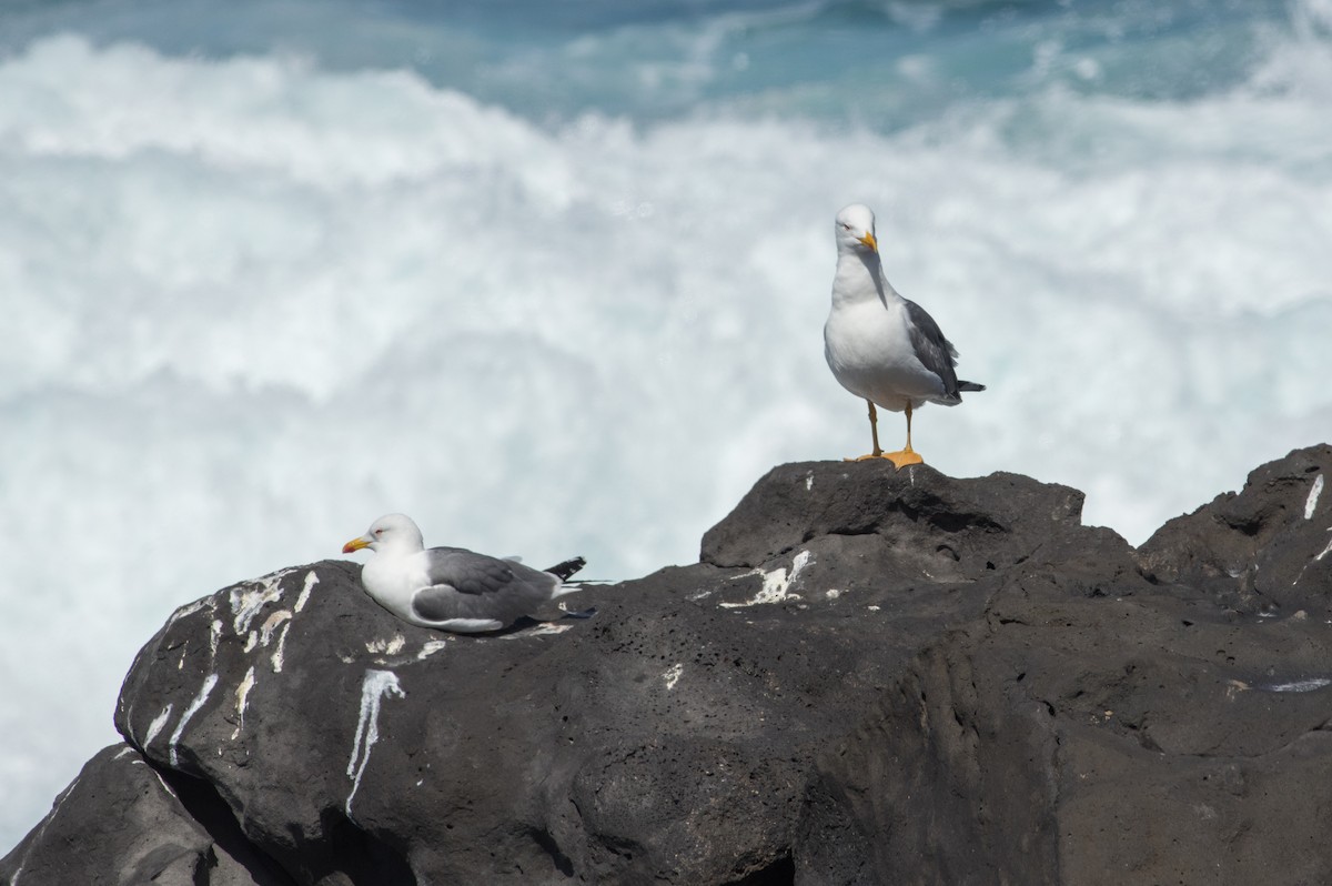 Yellow-legged Gull - Serge Horellou