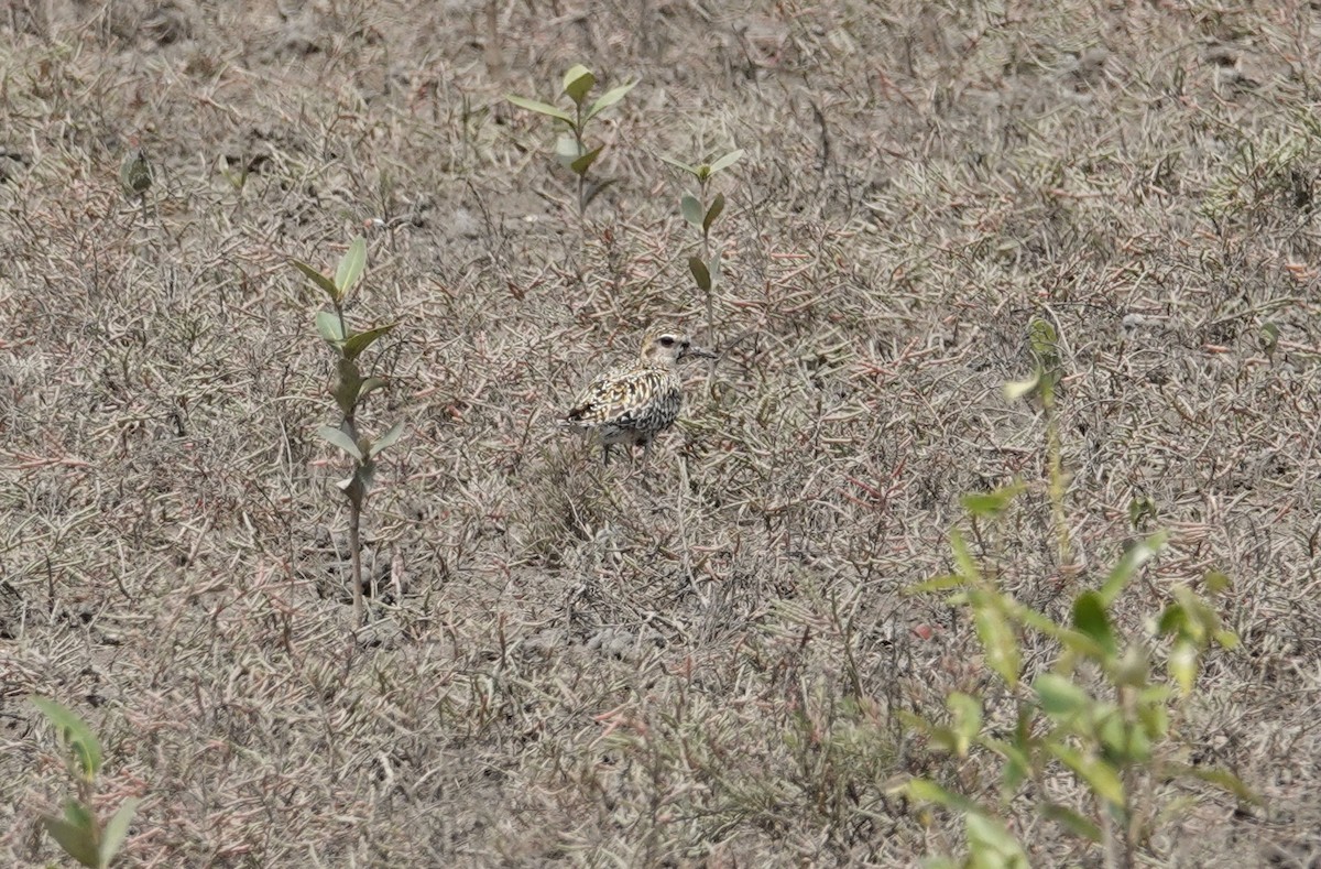 Pacific Golden-Plover - Sophie Bérubé