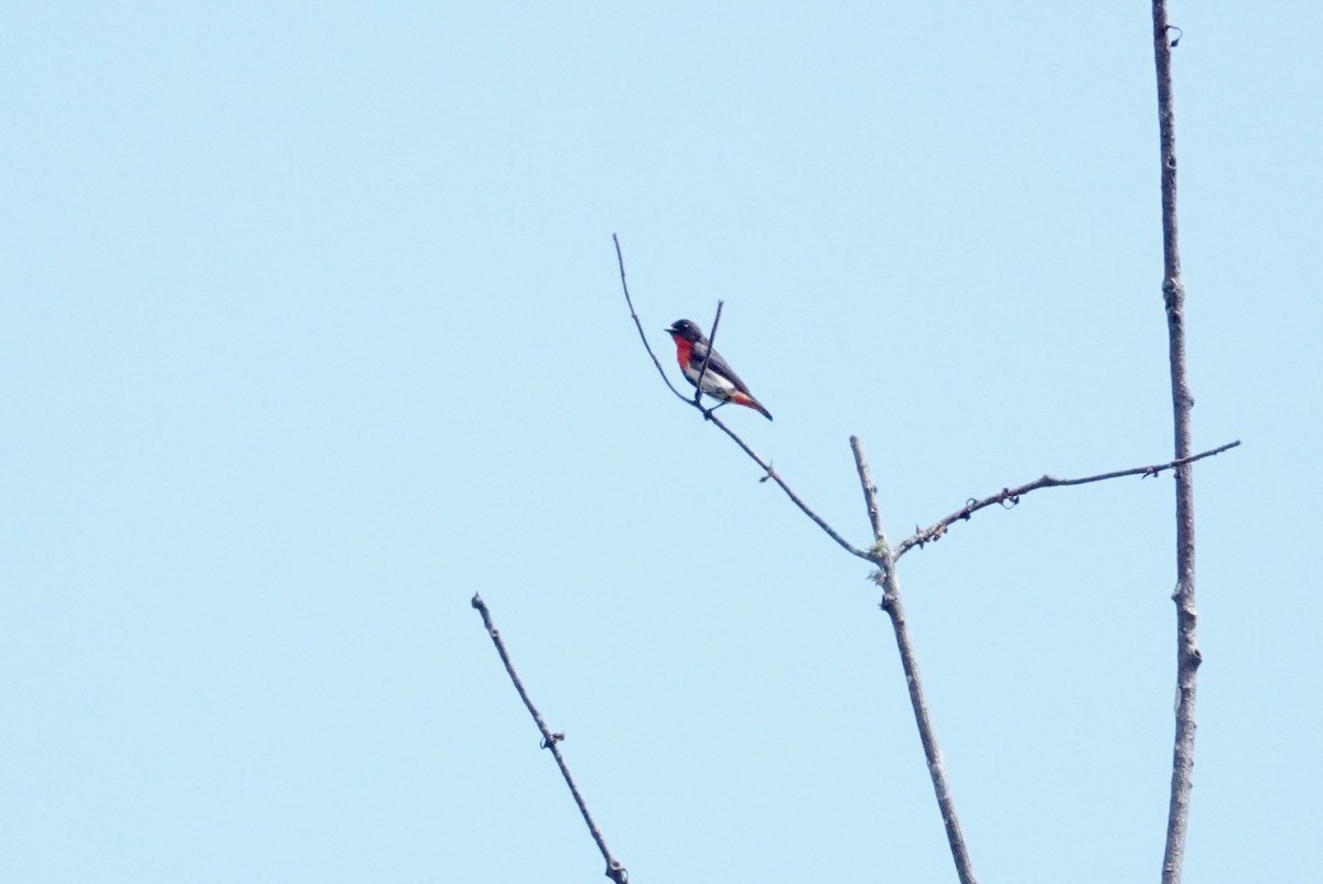 Mistletoebird - ML624018886