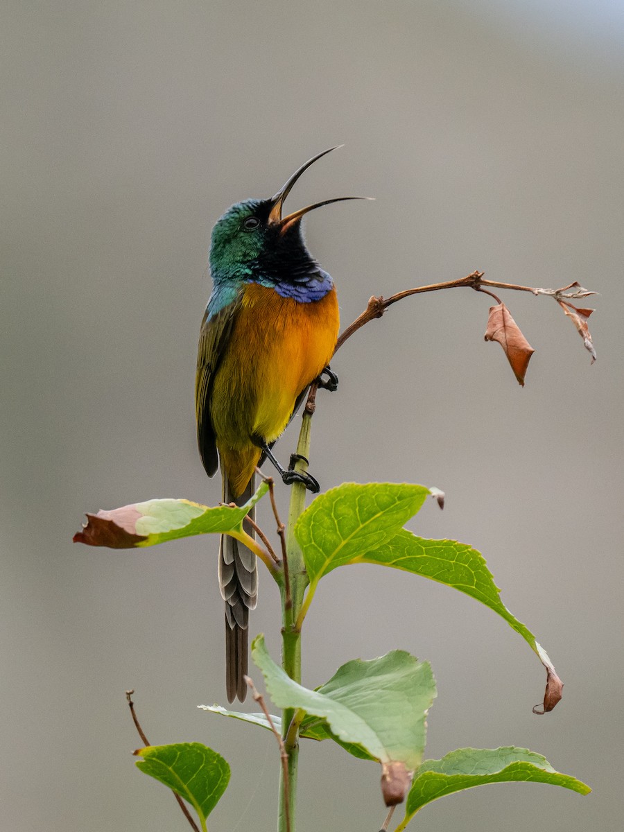 Orange-breasted Sunbird - ML624018887