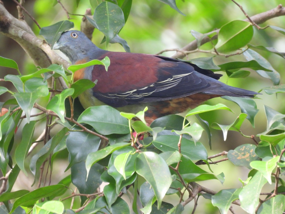 Little Green-Pigeon - ML624018892