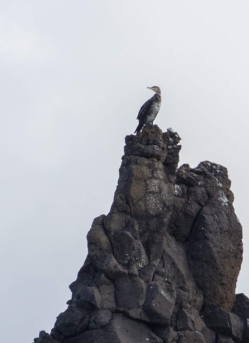 Great Cormorant - ML624018893