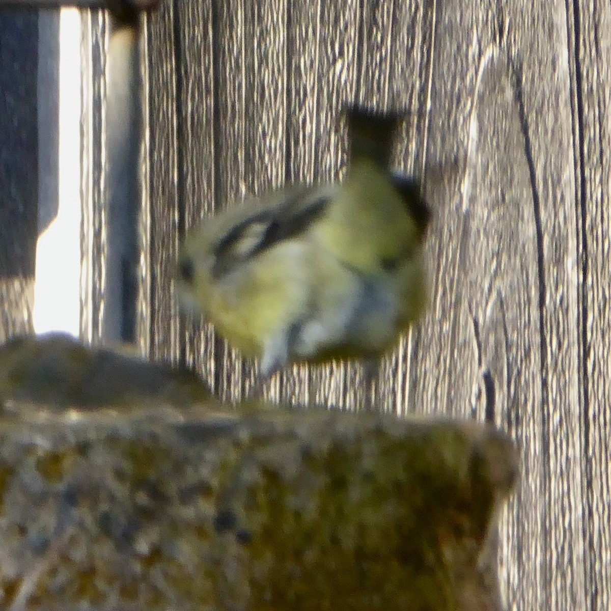 Lesser Goldfinch - ML624018894