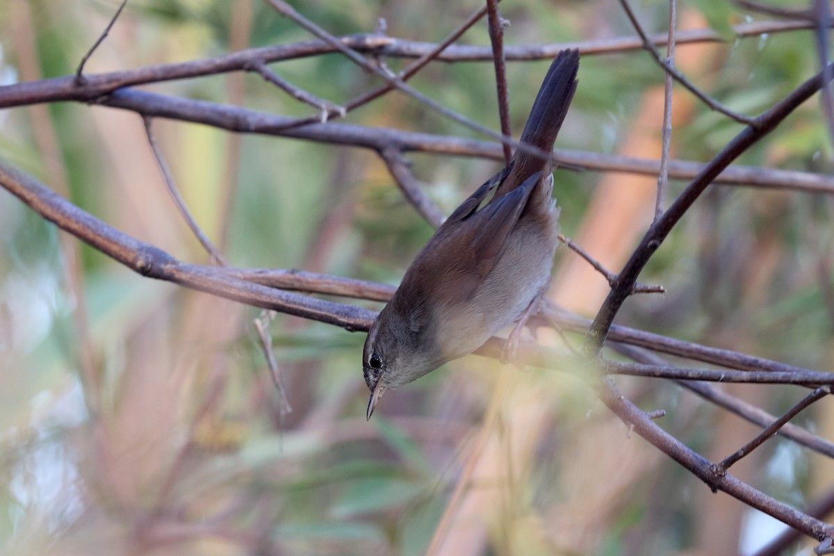 Cetti's Warbler - ML624018895