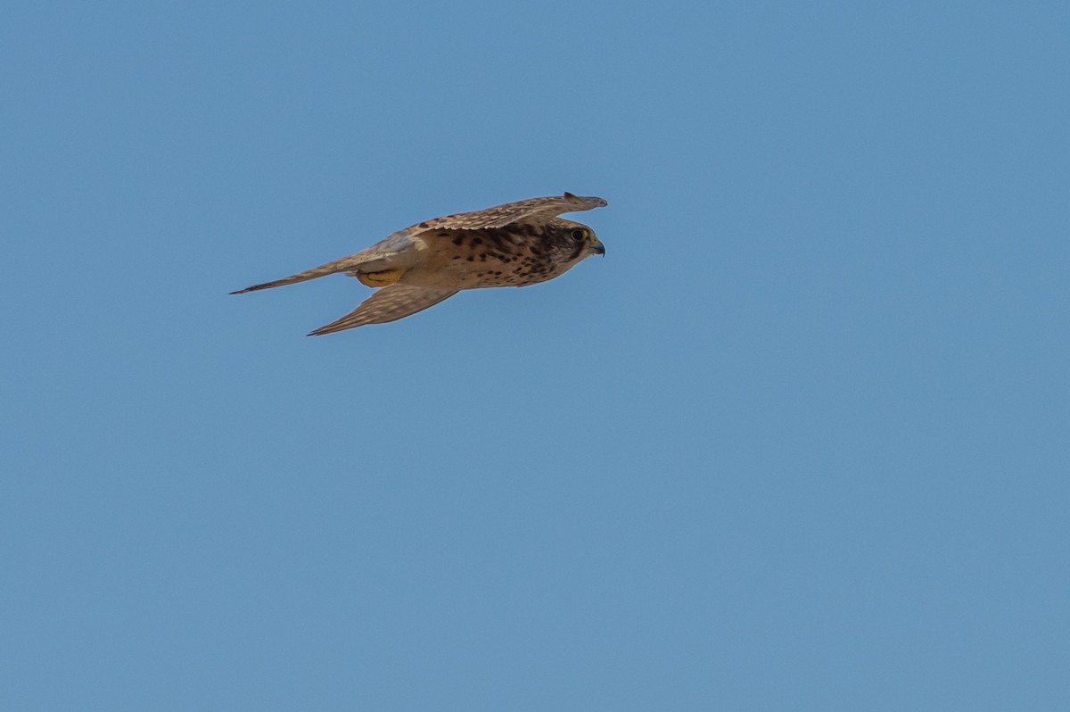 Eurasian Kestrel - ML624018896