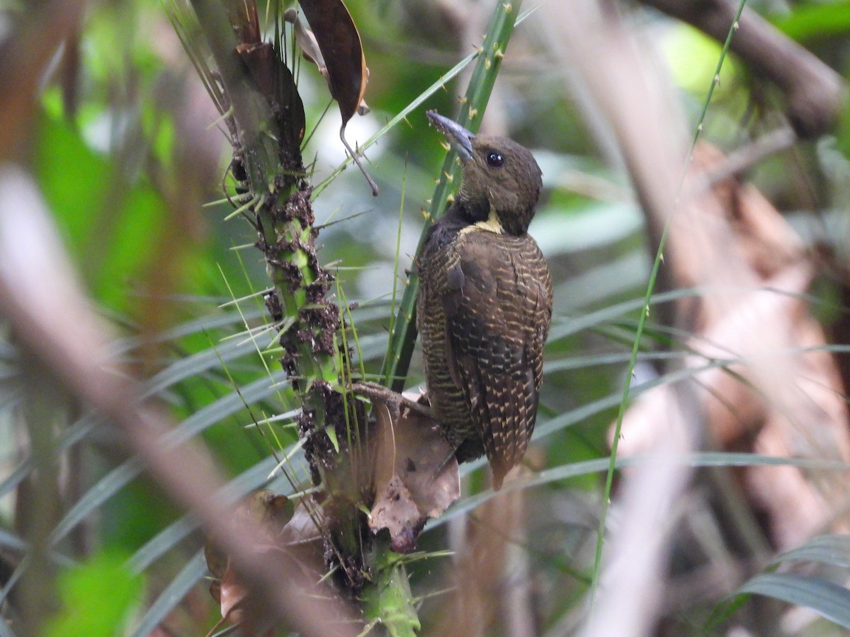 Buff-necked Woodpecker - ML624018897