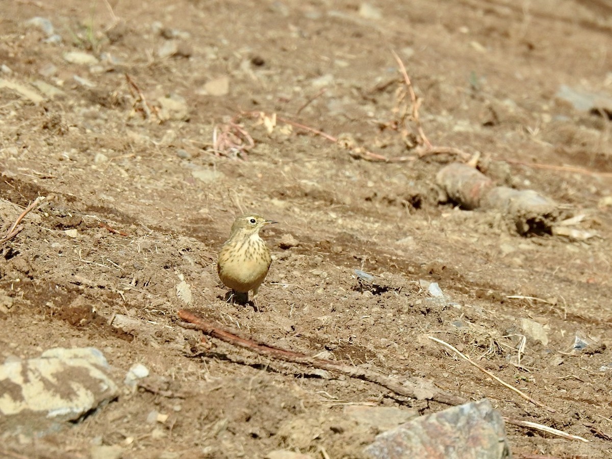 American Pipit - ML624018898