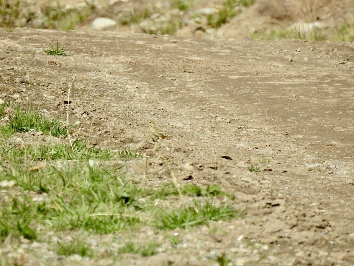 American Pipit - ML624018899