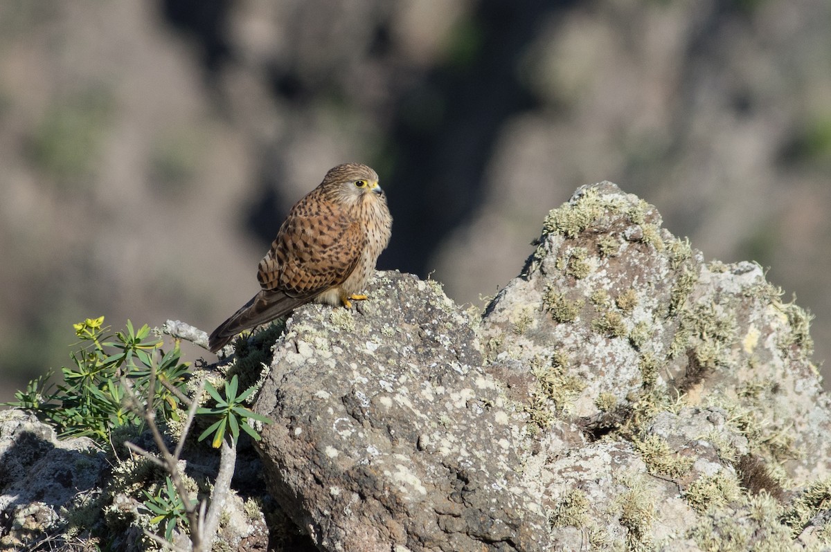 Eurasian Kestrel - ML624018901