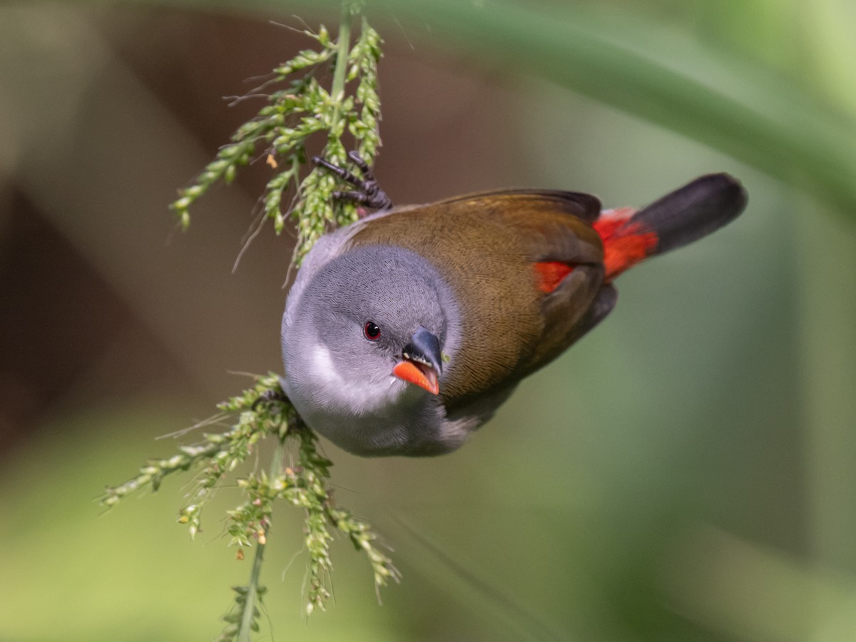 Swee Waxbill - Ivan Leshukov