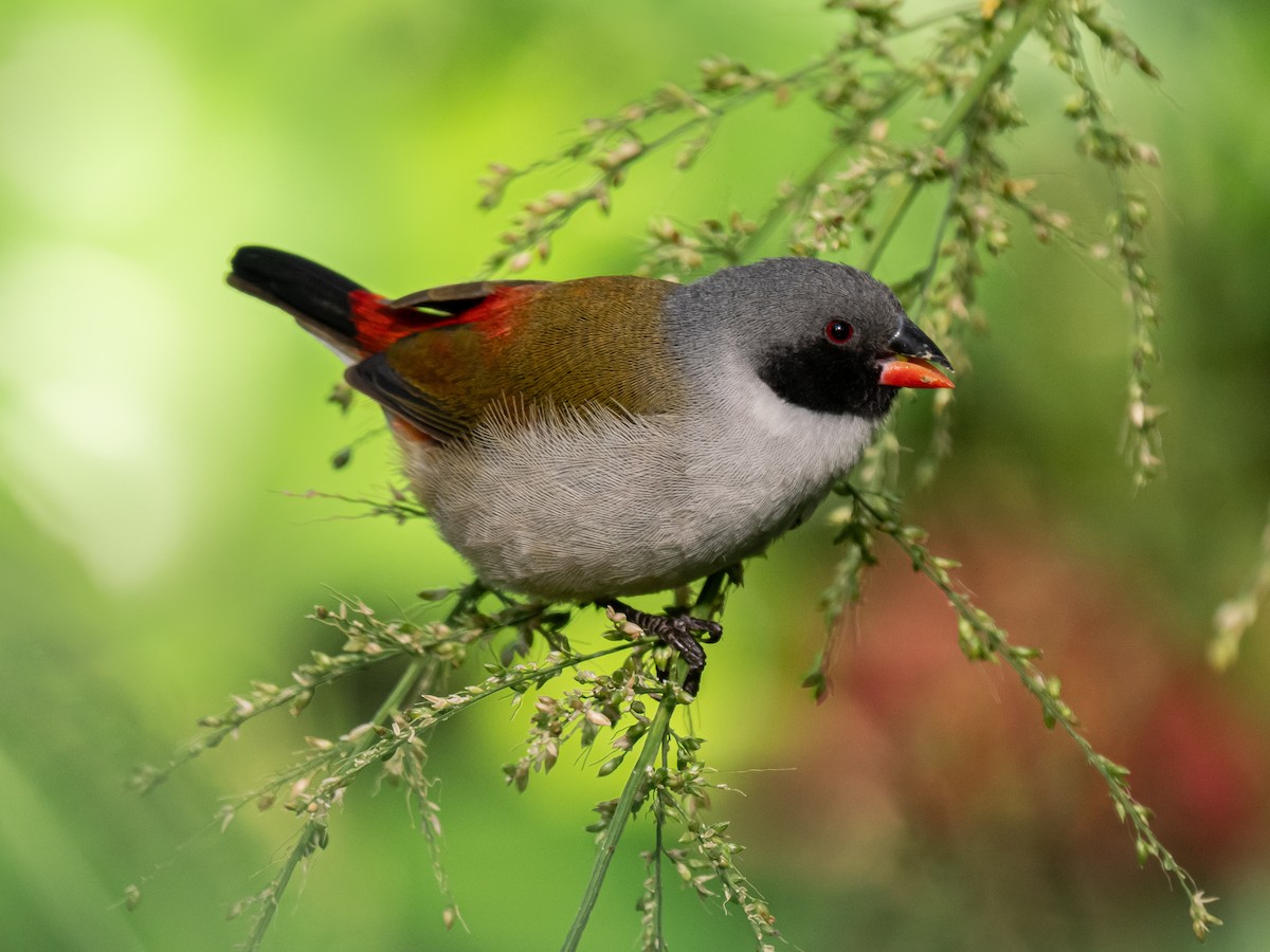 Swee Waxbill - ML624018903