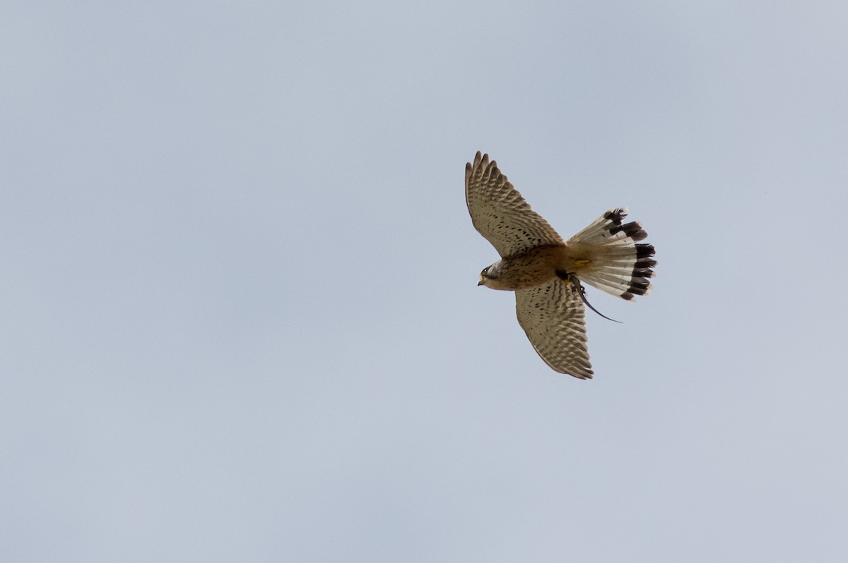 Eurasian Kestrel - ML624018904