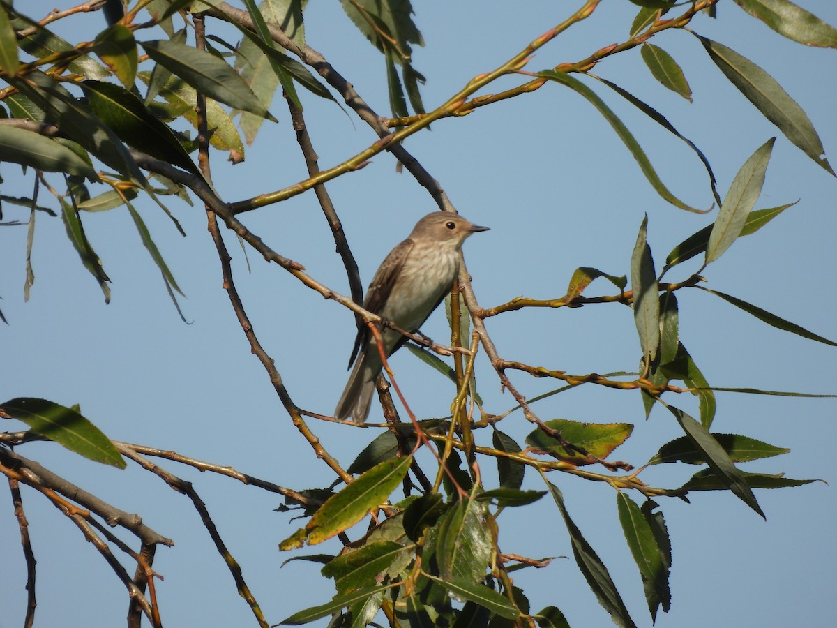 Spotted Flycatcher - ML624018905