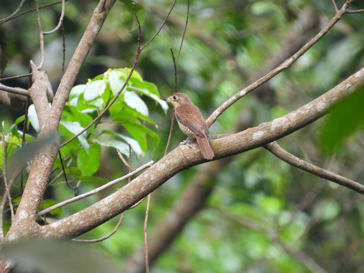 Tiger Shrike - ML624018906