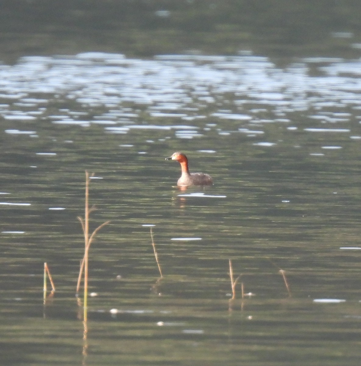 Little Grebe - ML624018907