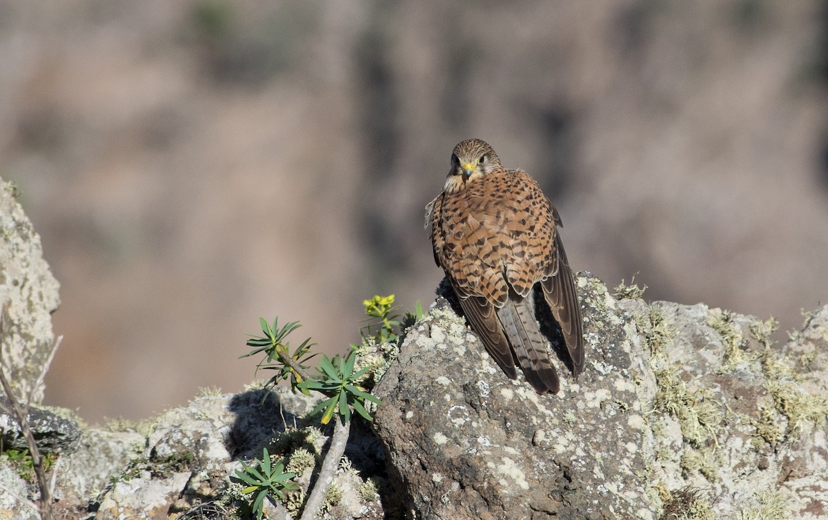 Eurasian Kestrel - ML624018909