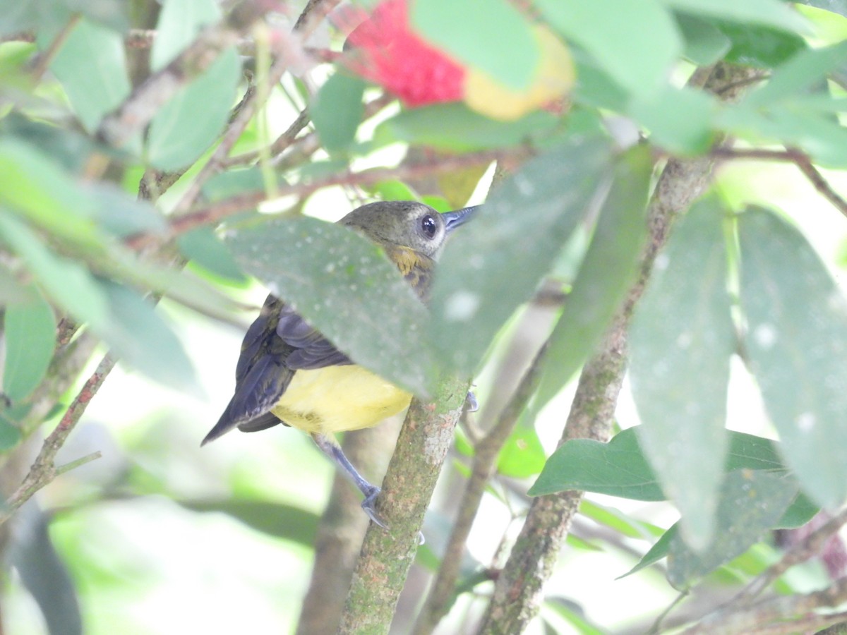 Little Spiderhunter - ML624018911