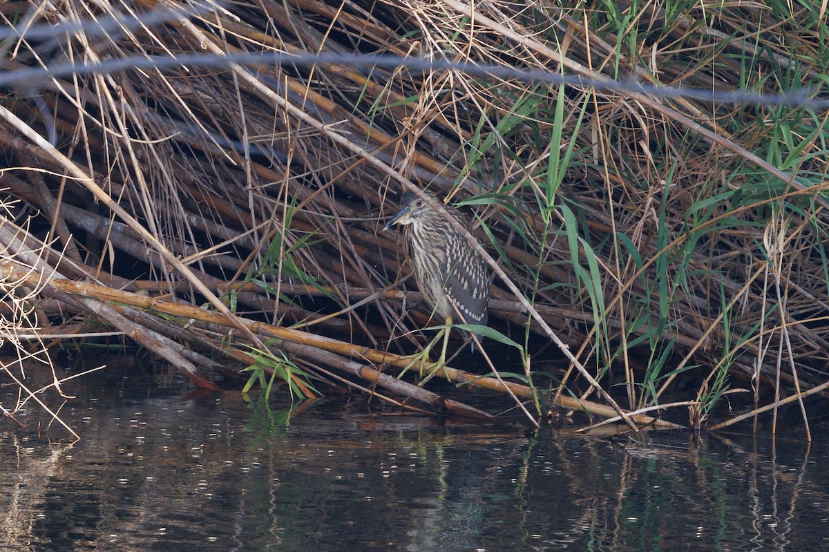 Black-crowned Night Heron - ML624018912