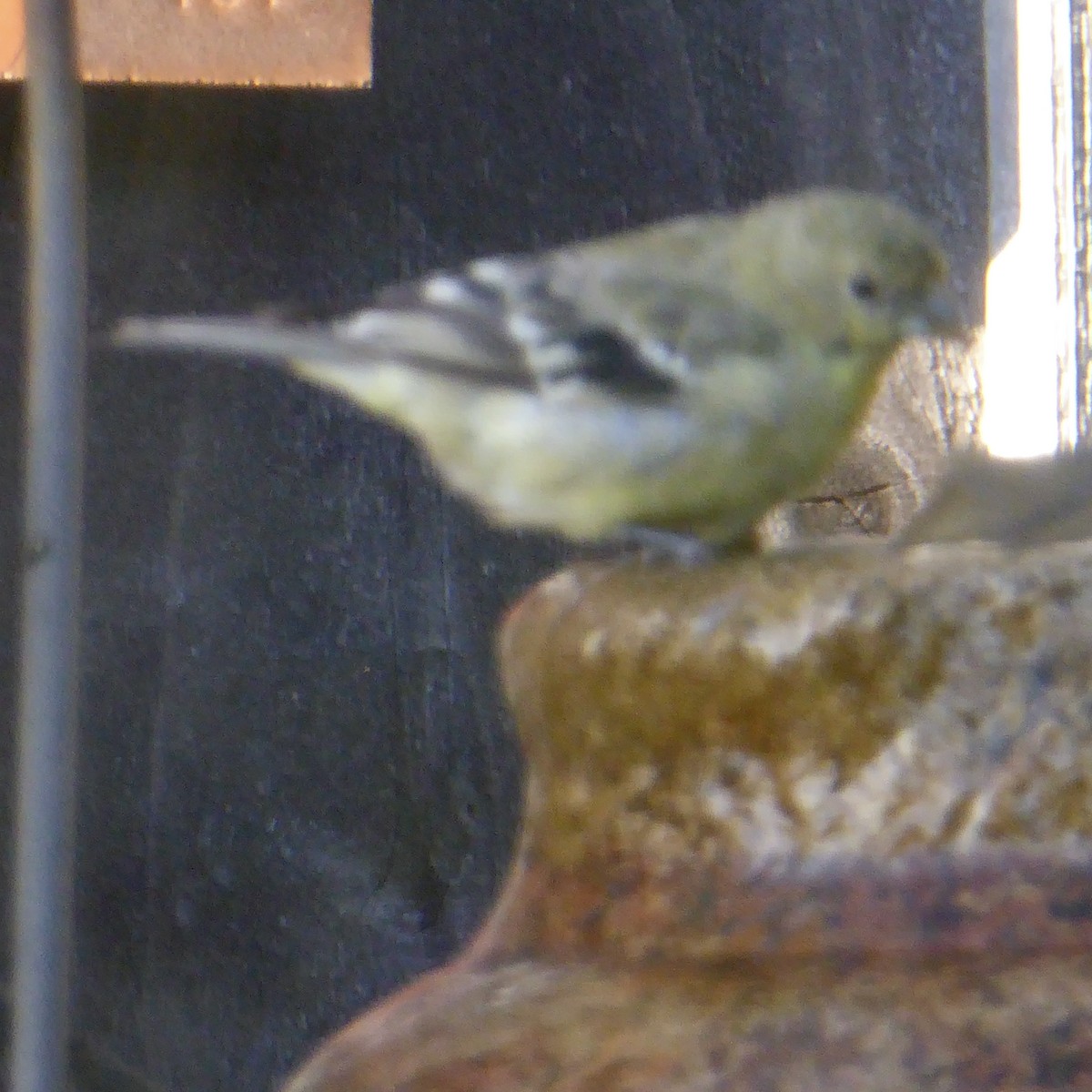 Lesser Goldfinch - ML624018914