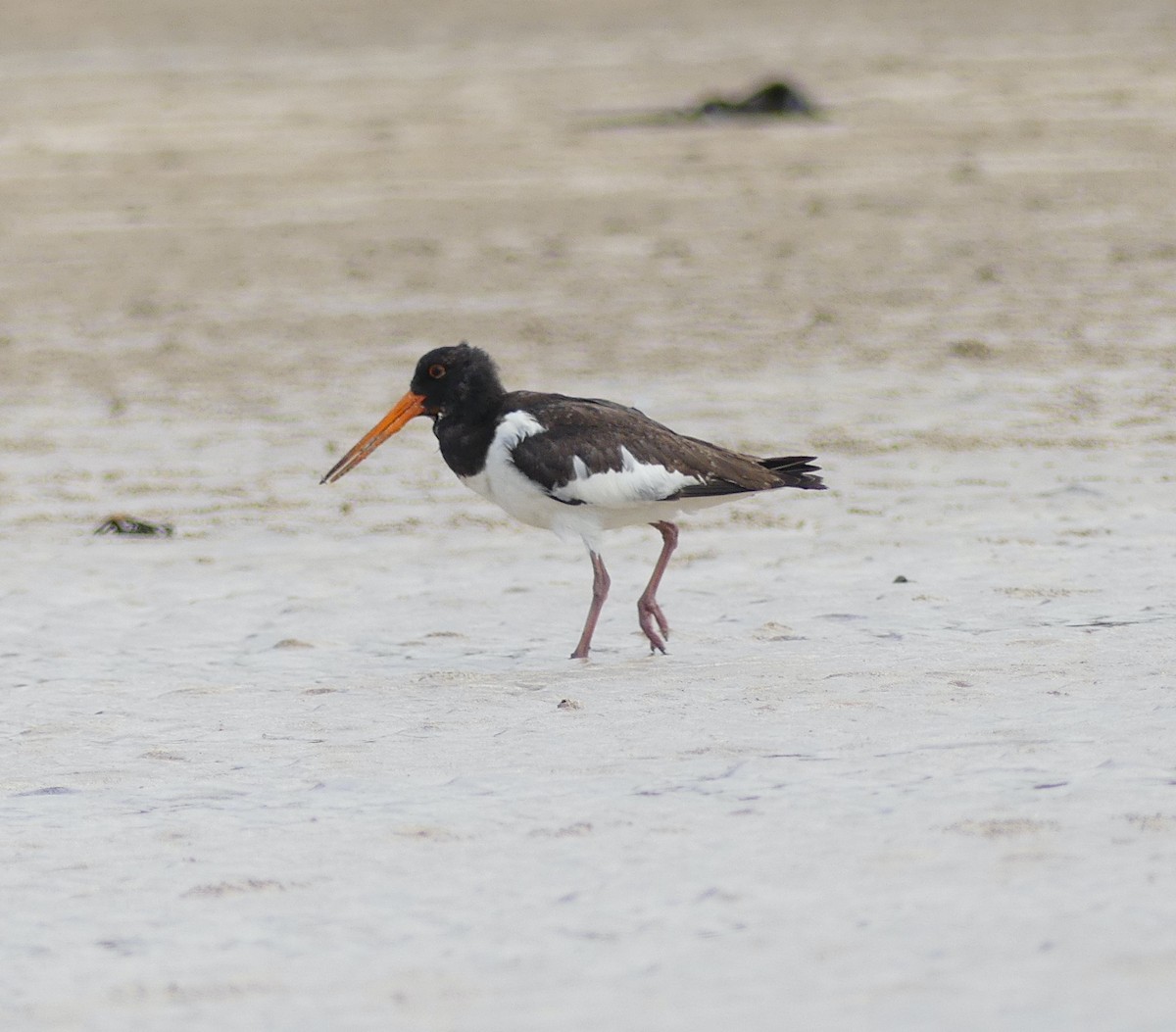 Eurasian Oystercatcher - Leslie Hurteau