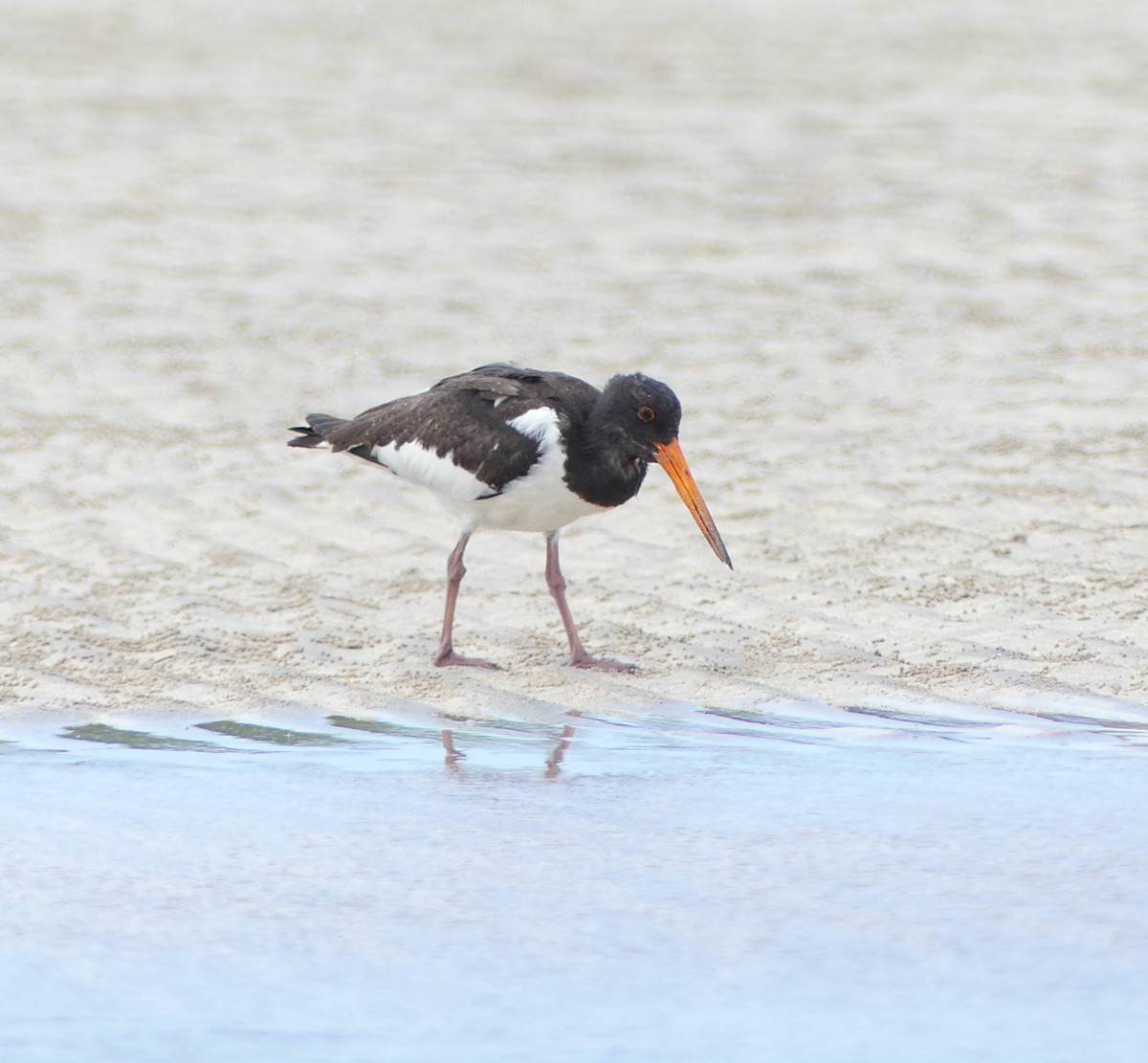 Eurasian Oystercatcher - ML624018916