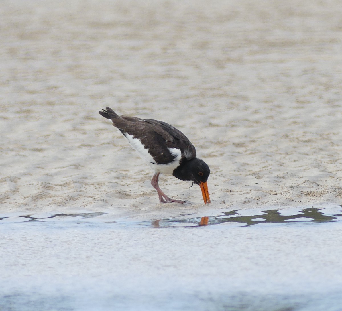 Eurasian Oystercatcher - ML624018917