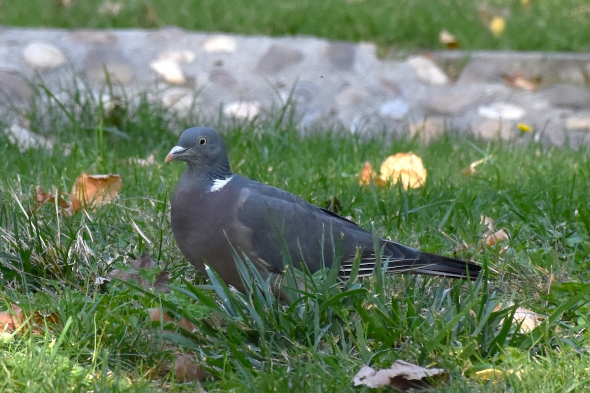 Common Wood-Pigeon - ML624018918