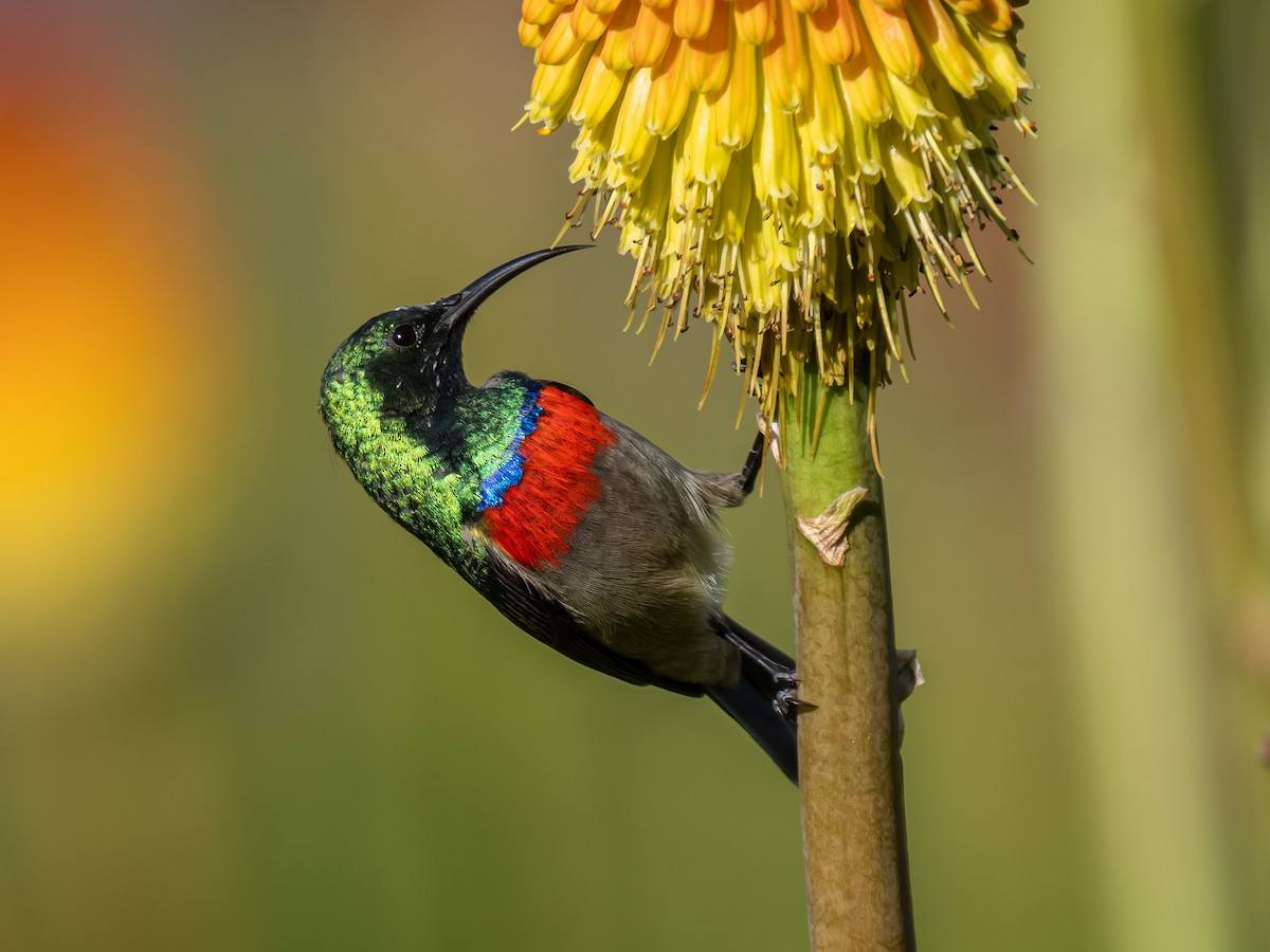 Southern Double-collared Sunbird - ML624018919