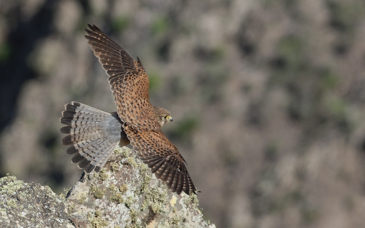 Eurasian Kestrel - ML624018920