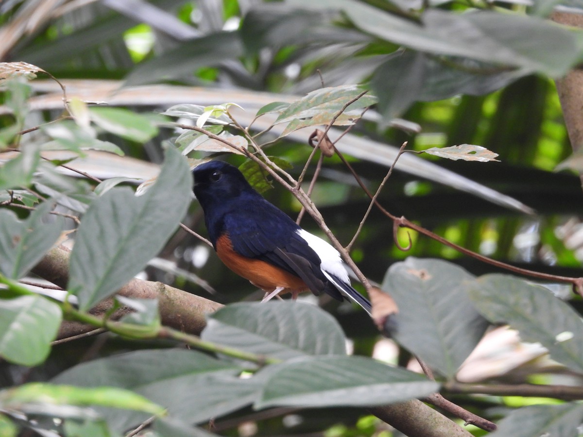 White-rumped Shama - ML624018921