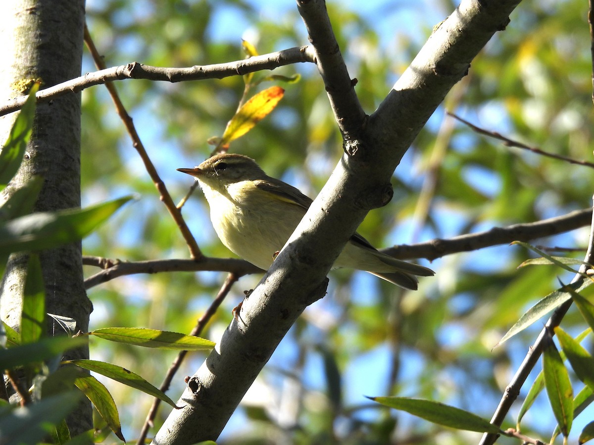 Willow Warbler - ML624018922