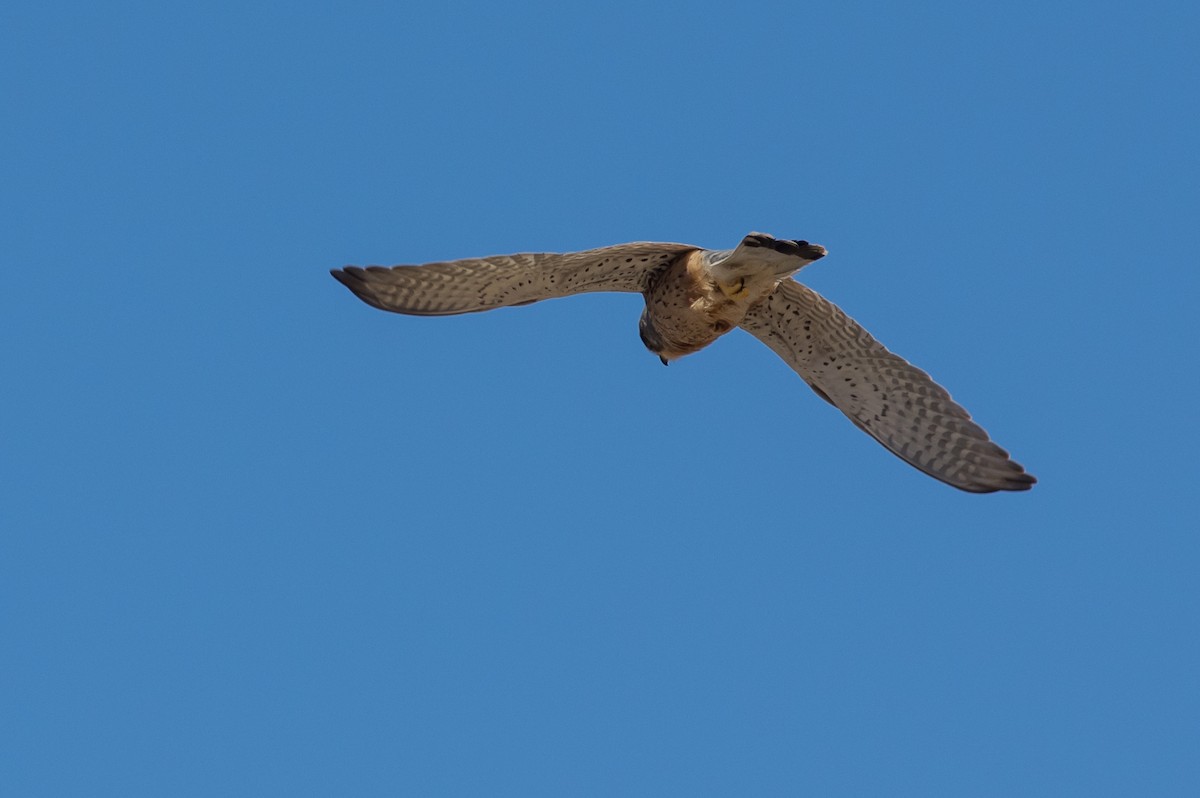 Eurasian Kestrel - Serge Horellou