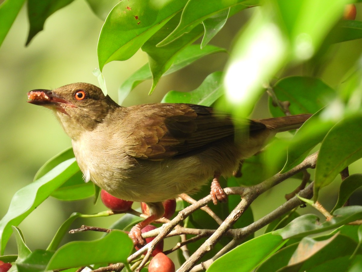 Bulbul aux yeux rouges - ML624018929