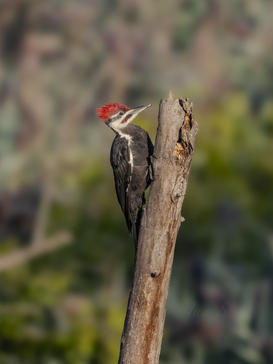 Pileated Woodpecker - ML624018931