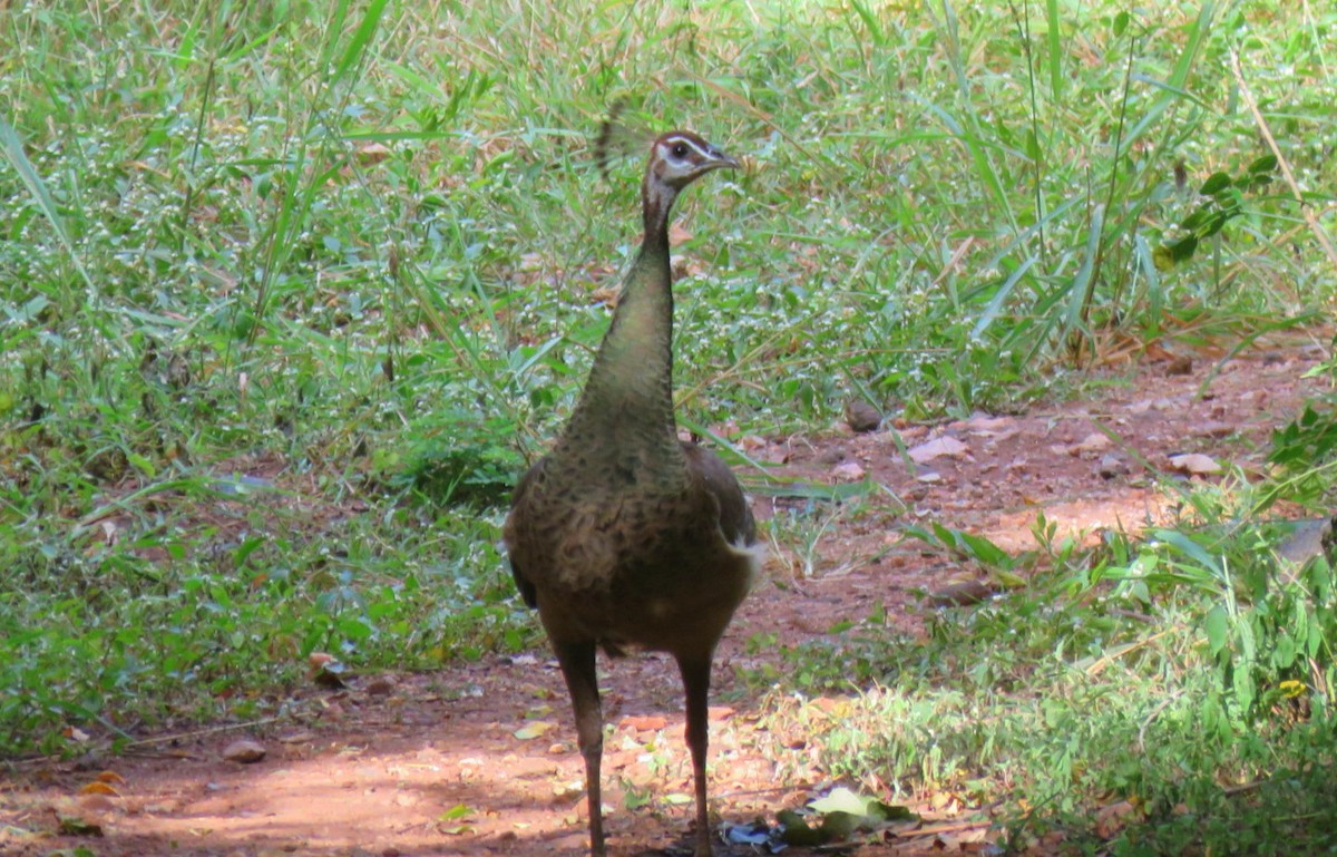 Indian Peafowl - ML624018933