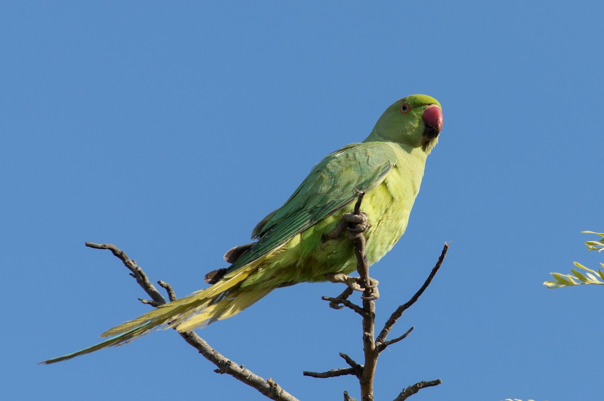 Papagai lepokoduna - ML624018934