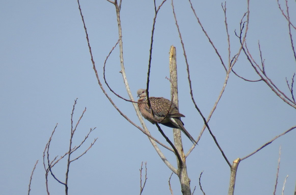 Spotted Dove - ML624018935