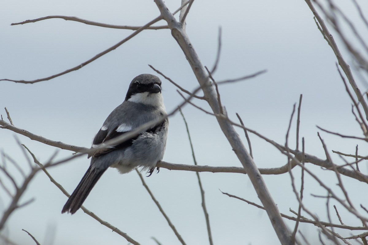 Great Gray Shrike - Serge Horellou