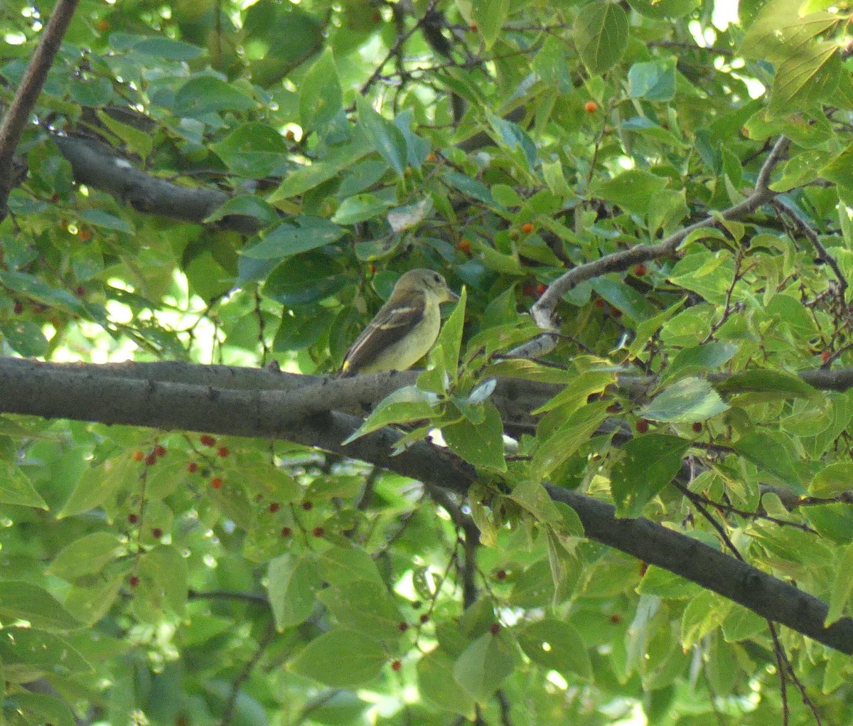 Yellow-rumped Flycatcher - ML624018940