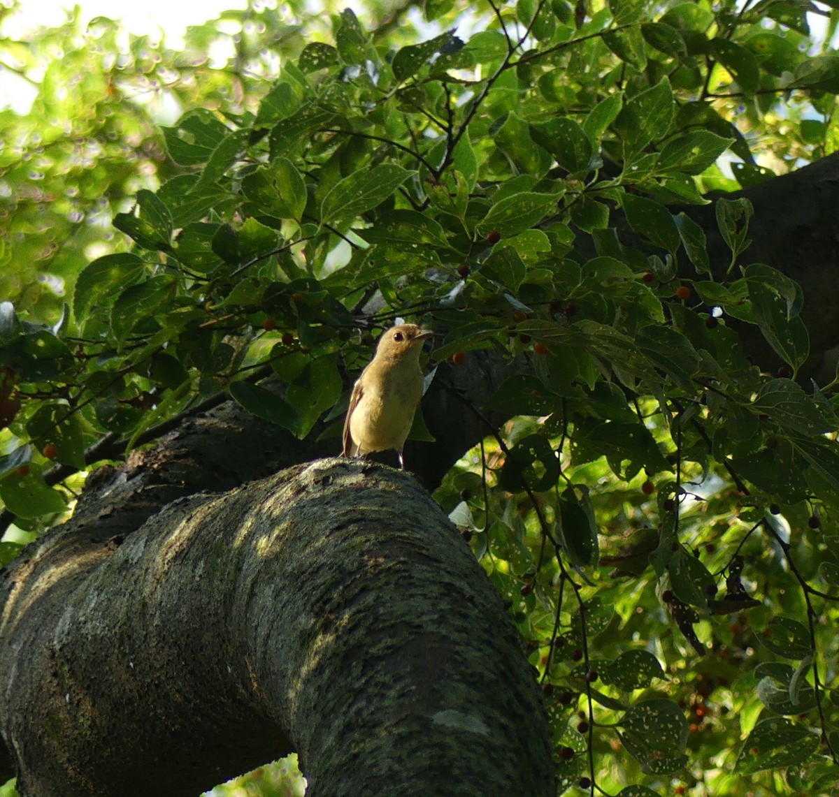 Yellow-rumped Flycatcher - ML624018941