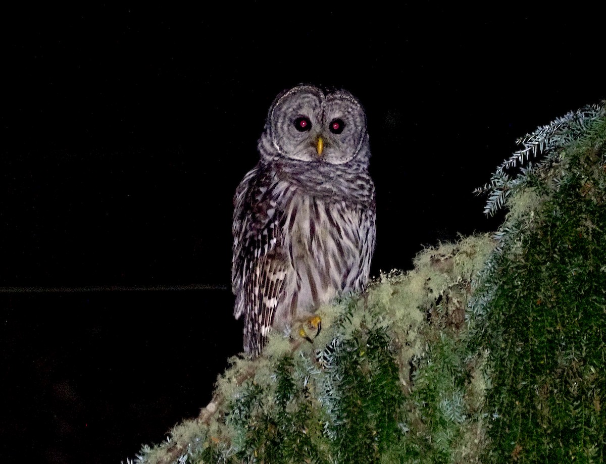 Barred Owl - ML624018943